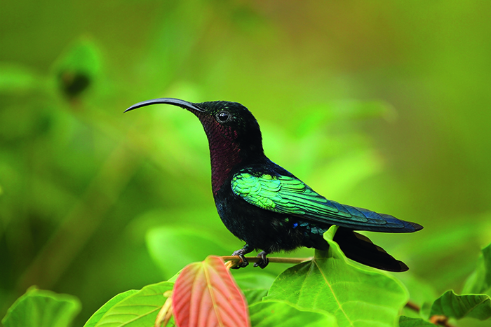 Dominika je ráj pro kolibříky a dalších volně žijících živočichů © Getty Images